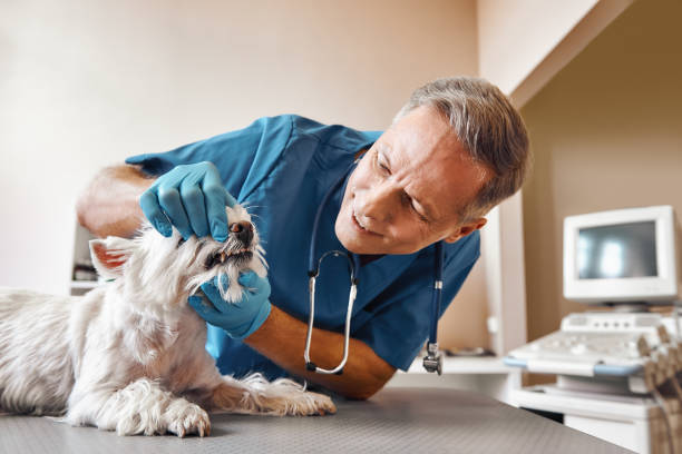 Best Emergency Wisdom Tooth Extraction in Elbow Lake, MN